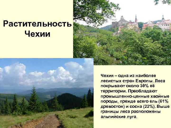 Рaстительность Чехии Чехия – одна из наиболее лесистых стран Европы. Леса покрывают около 30%