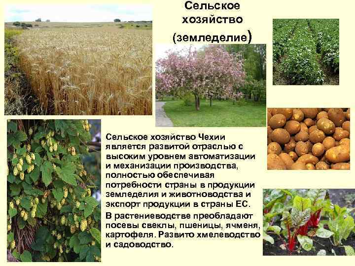 Сельское хозяйство (земледелие) Сельское хозяйство Чехии является развитой отраслью с высоким уровнем автоматизации и