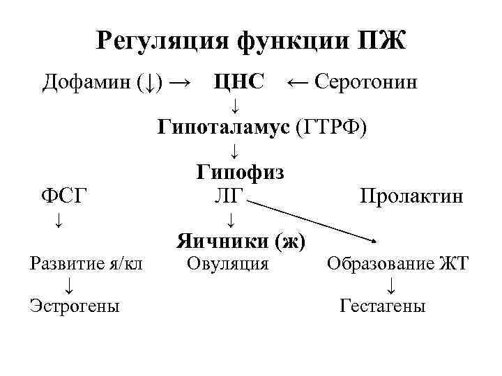 Регуляция функции ПЖ Дофамин (↓) → ЦНС ← Серотонин ↓ Гипоталамус (ГТРФ) ↓ ФСГ
