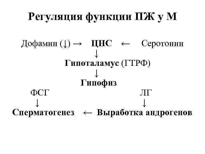 Регуляция функции ПЖ у М Дофамин (↓) → ЦНС ← Серотонин ↓ Гипоталамус (ГТРФ)