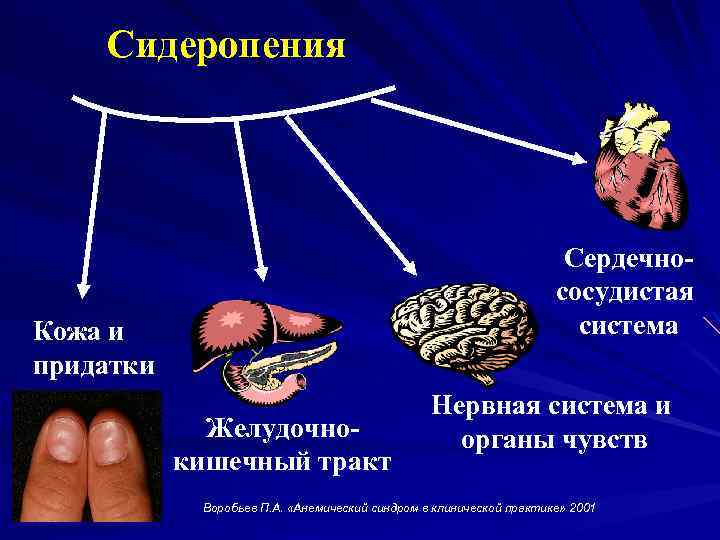 Сидеропения Сердечнососудистая система Кожа и придатки Желудочнокишечный тракт Нервная система и органы чувств Воробьев