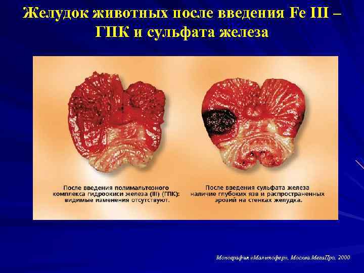 Желудок животных после введения Fe III – ГПК и сульфата железа Монография «Мальтофер» ,