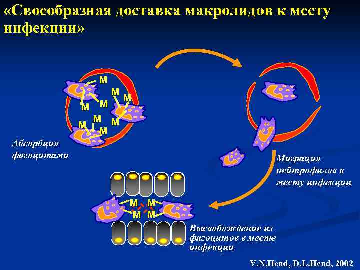  «Своеобразная доставка макролидов к месту инфекции» М М М М М Абсорбция фагоцитами