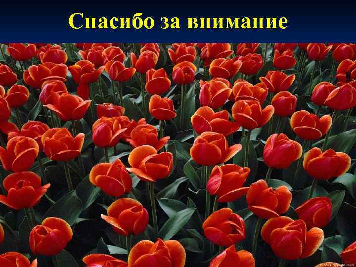 Спасибо за внимание 