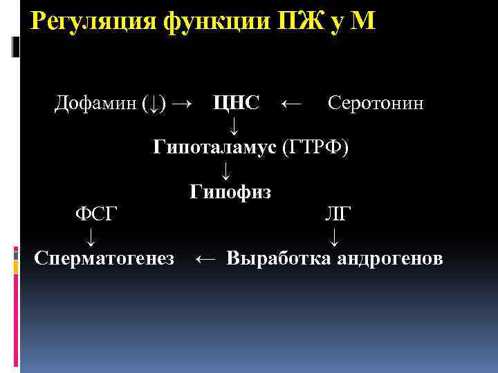 Регуляция функции ПЖ у М Дофамин (↓) → ЦНС ← Серотонин ↓ Гипоталамус (ГТРФ)