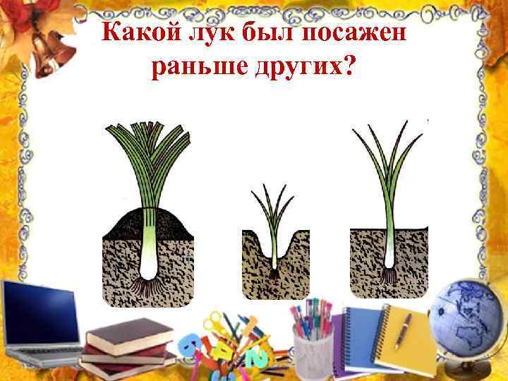 Какой лук был посажен раньше других? 