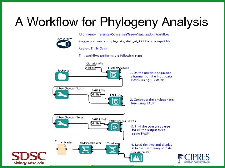 A Workflow for Phylogeny Analysis biology. sdsc. edu 