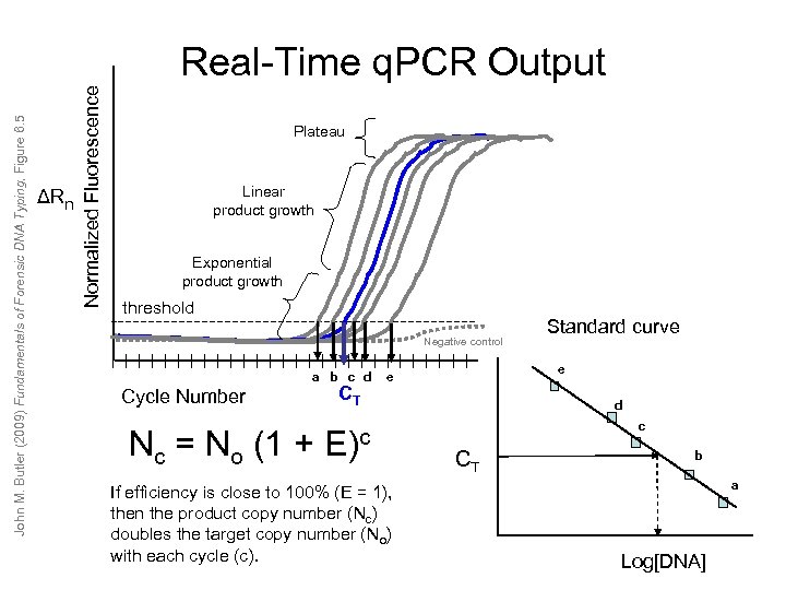 ΔRn Normalized Fluorescence John M. Butler (2009) Fundamentals of Forensic DNA Typing, Figure 6.