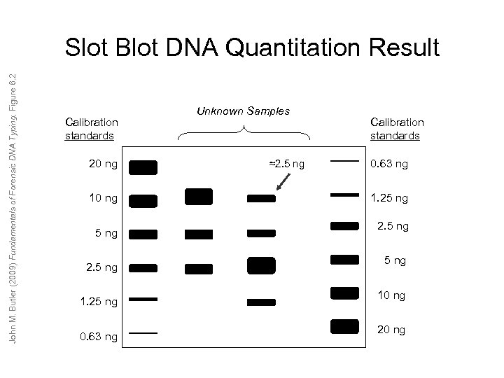 John M. Butler (2009) Fundamentals of Forensic DNA Typing, Figure 6. 2 Slot Blot