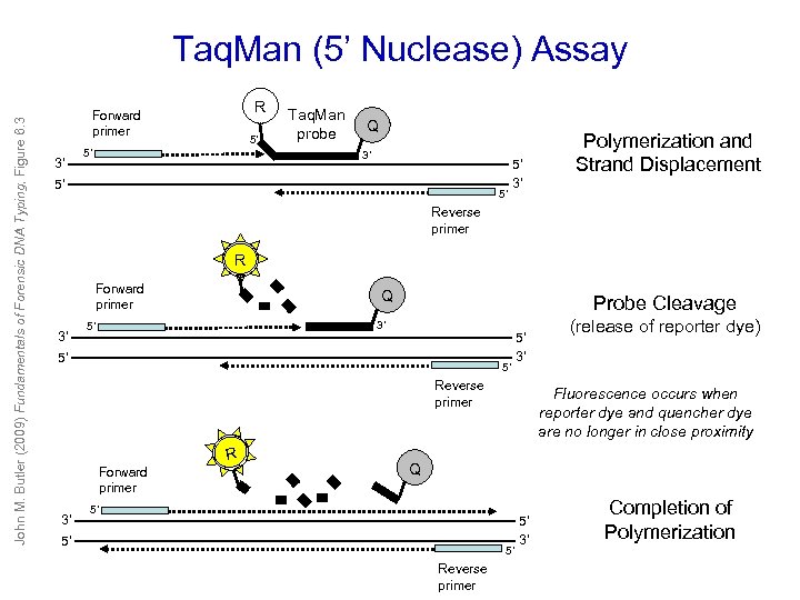 John M. Butler (2009) Fundamentals of Forensic DNA Typing, Figure 6. 3 Taq. Man