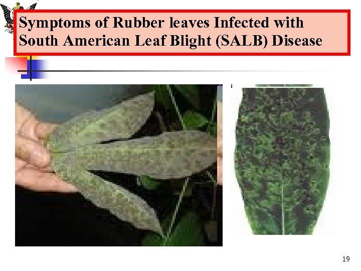 Symptoms of Rubber leaves Infected with South American Leaf Blight (SALB) Disease 19 