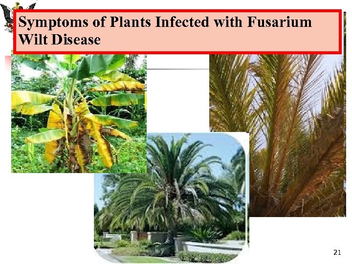 Symptoms of Plants Infected with Fusarium Wilt Disease 21 