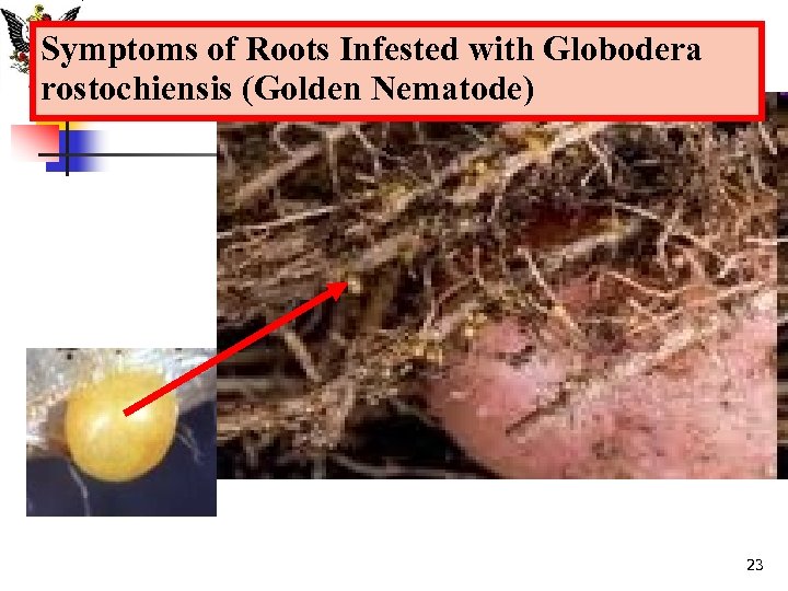 Symptoms of Roots Infested with Globodera rostochiensis (Golden Nematode) 23 