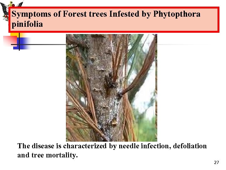 Symptoms of Forest trees Infested by Phytopthora pinifolia The disease is characterized by needle