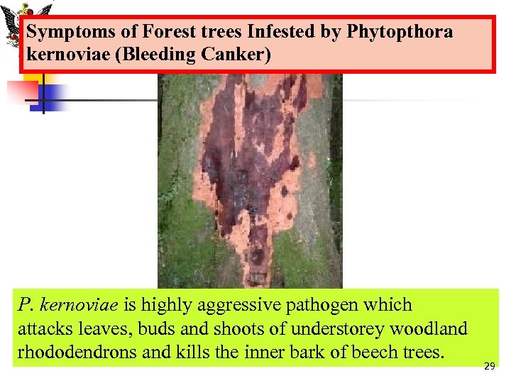 Symptoms of Forest trees Infested by Phytopthora kernoviae (Bleeding Canker) P. kernoviae is highly
