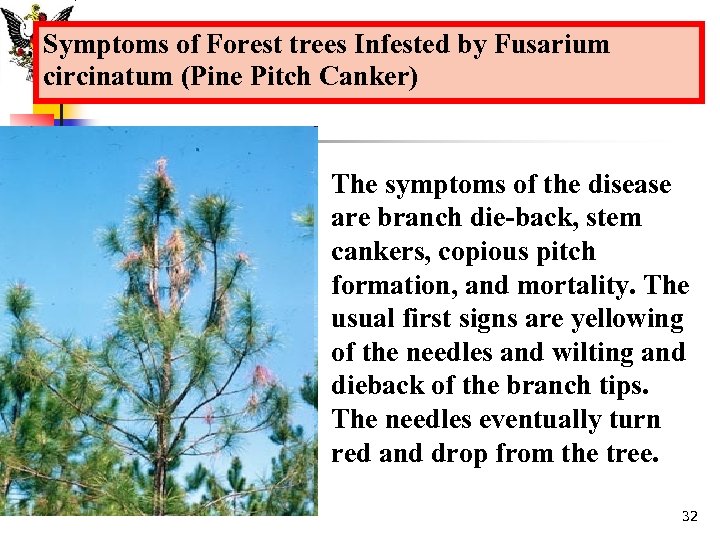 Symptoms of Forest trees Infested by Fusarium circinatum (Pine Pitch Canker) The symptoms of
