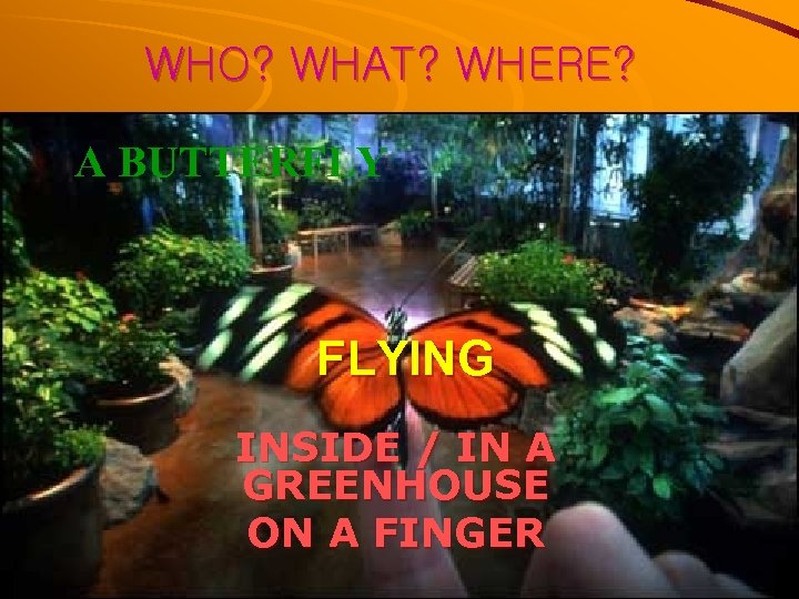 WHO? WHAT? WHERE? A BUTTERFLY FLYING INSIDE / IN A GREENHOUSE ON A FINGER