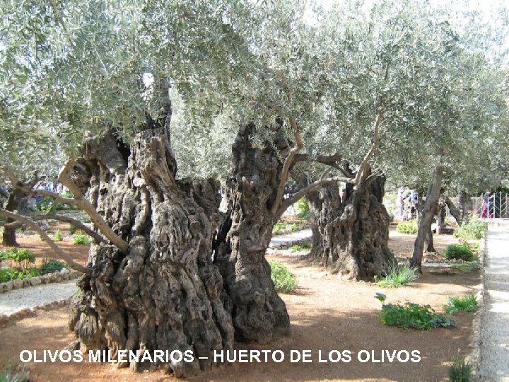OLIVOS MILENARIOS – HUERTO DE LOS OLIVOS 