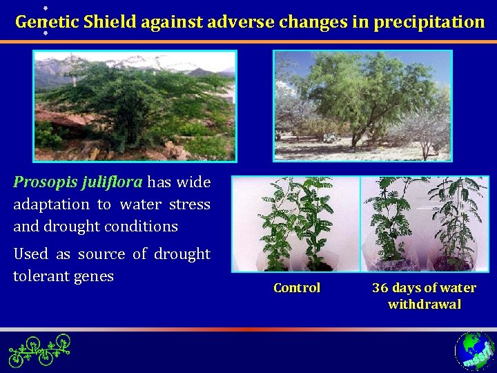  Genetic Shield against adverse changes in precipitation Prosopis juliflora has wide adaptation to