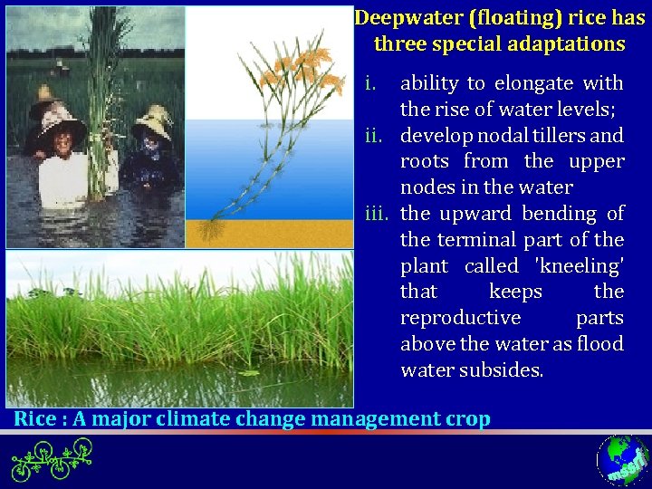Deepwater (floating) rice has three special adaptations i. ability to elongate with the rise