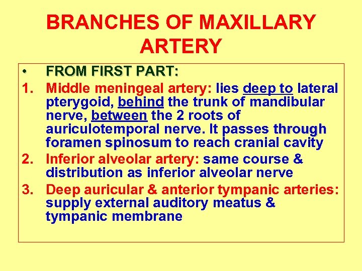 BRANCHES OF MAXILLARY ARTERY • FROM FIRST PART: 1. Middle meningeal artery: lies deep