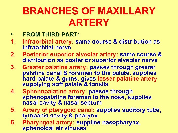 BRANCHES OF MAXILLARY ARTERY • 1. 2. 3. 4. 5. 6. FROM THIRD PART: