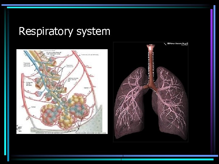 Respiratory system 