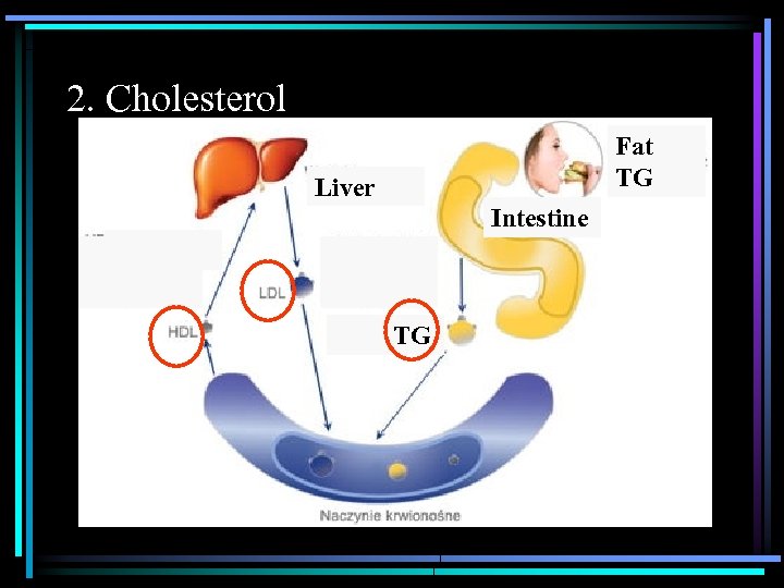 2. Cholesterol Fat TG Liver Intestine TG 