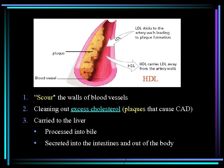 HDL 1. “Scour" the walls of blood vessels 2. Cleaning out excess cholesterol (plaques