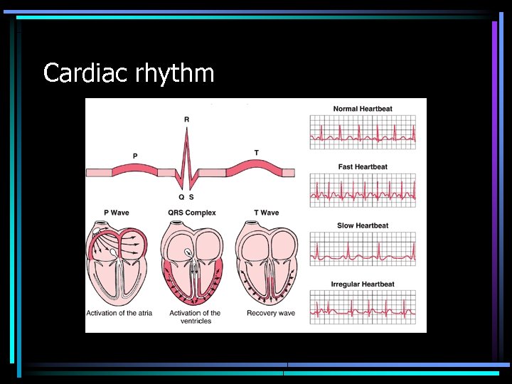 Cardiac rhythm 
