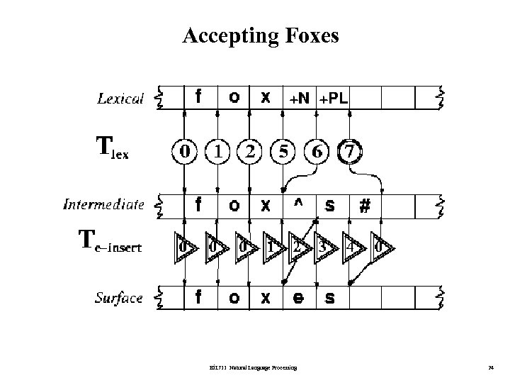 Accepting Foxes BİL 711 Natural Language Processing 24 