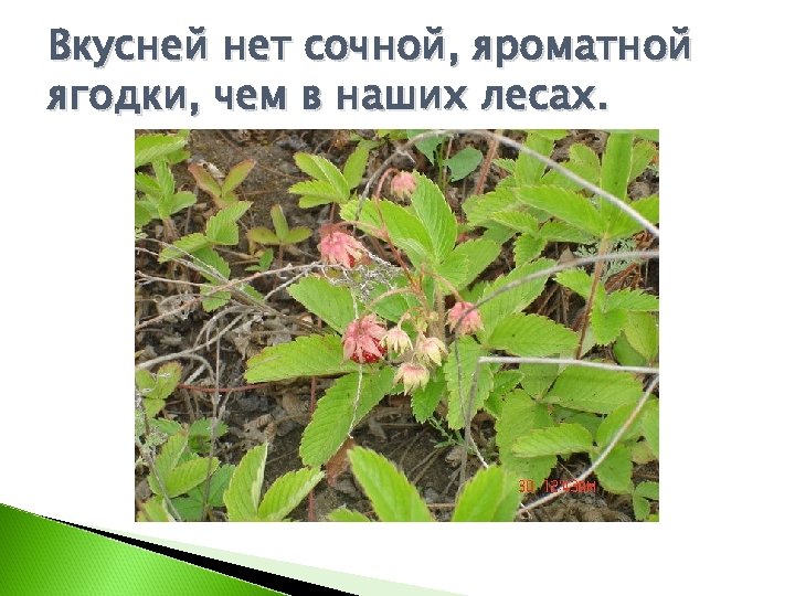 Вкусней нет сочной, яроматной ягодки, чем в наших лесах. 