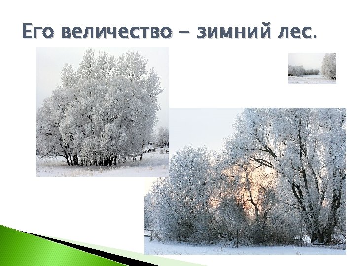 Его величество - зимний лес. 