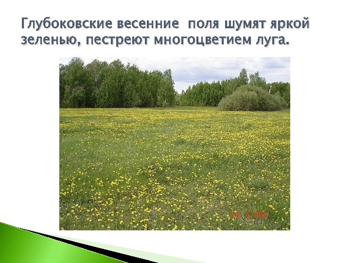 Глубоковские весенние поля шумят яркой зеленью, пестреют многоцветием луга. 