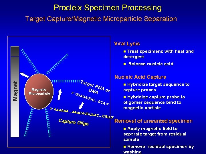 Procleix Specimen Processing Target Capture/Magnetic Microparticle Separation Viral Lysis Treat specimens with heat and