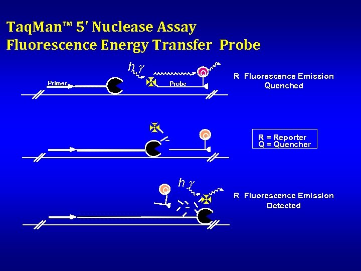Taq. Man™ 5' Nuclease Assay Fluorescence Energy Transfer Probe hg Primer Q X R