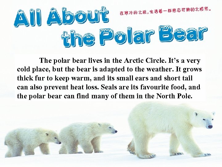 The polar bear lives in the Arctic Circle. It’s a very cold place, but