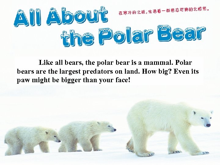 Like all bears, the polar bear is a mammal. Polar bears are the largest