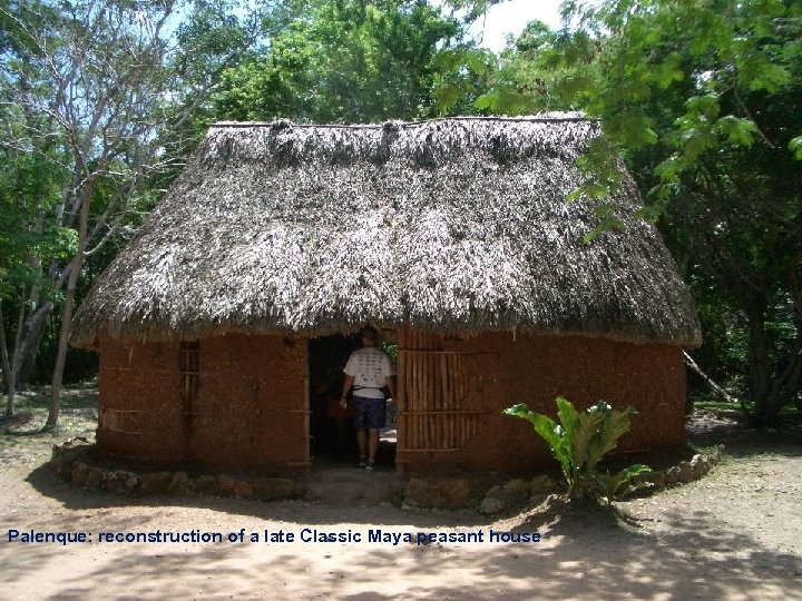 Palenque: reconstruction of a late Classic Maya peasant house Palenque: reconstruction of Late Classic