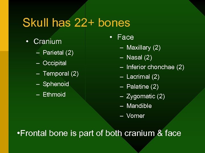 Skull has 22+ bones • Cranium – Parietal (2) – Occipital – Temporal (2)