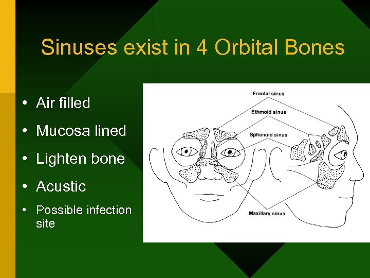 Sinuses exist in 4 Orbital Bones • Air filled • Mucosa lined • Lighten