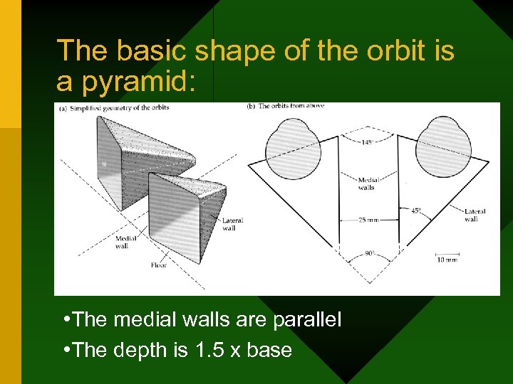 The basic shape of the orbit is a pyramid: • The medial walls are