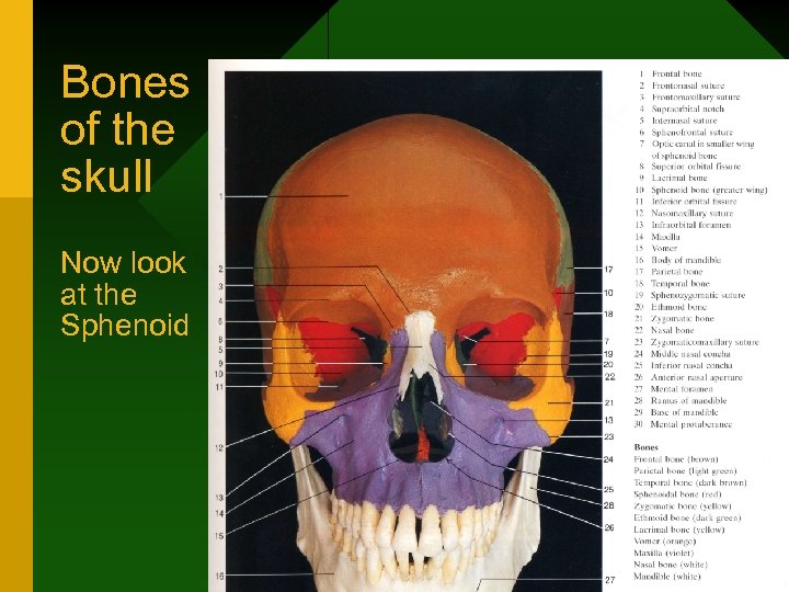 Bones of the skull Now look at the Sphenoid 