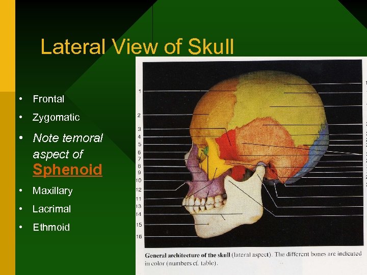 Lateral View of Skull • Frontal • Zygomatic • Note temoral aspect of Sphenoid