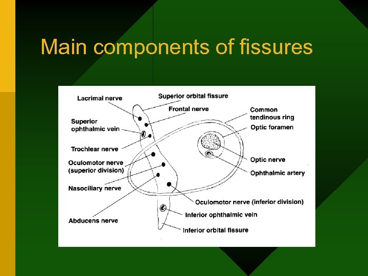 Main components of fissures 