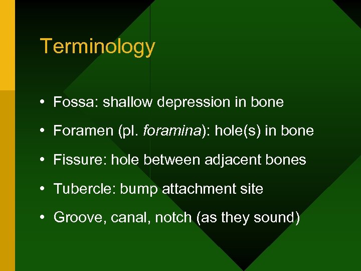 Terminology • Fossa: shallow depression in bone • Foramen (pl. foramina): hole(s) in bone