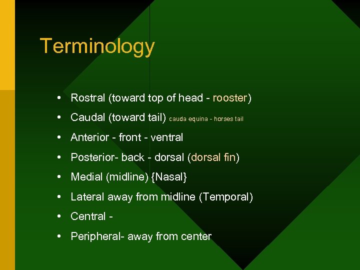 Terminology • Rostral (toward top of head - rooster) • Caudal (toward tail) cauda