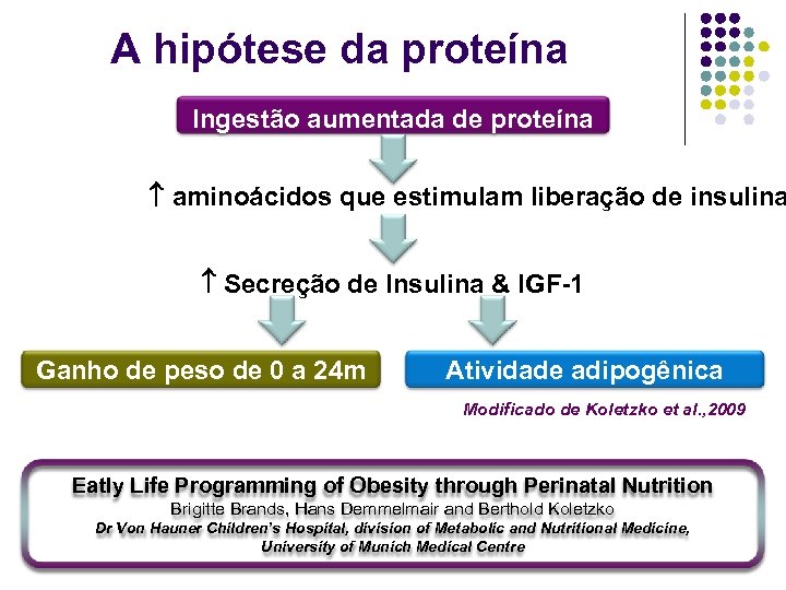 A hipótese da proteína Ingestão aumentada de proteína aminoácidos que estimulam liberação de insulina