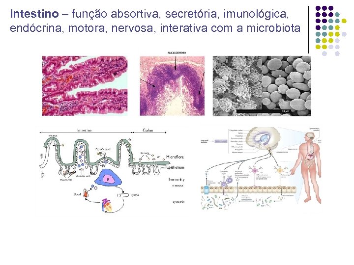 Intestino – função absortiva, secretória, imunológica, endócrina, motora, nervosa, interativa com a microbiota 