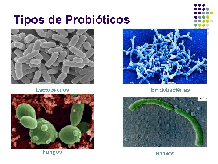 Tipos de Probióticos Lactobacilos Fungos Bifidobactérias Bacilos 